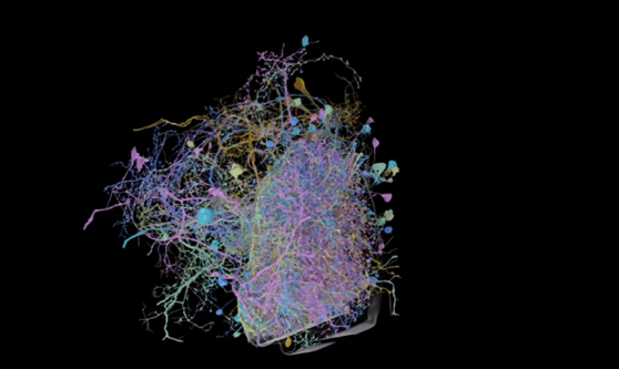 Google a publicat cea mai detaliată hartă 3D a creierului unei insecte.