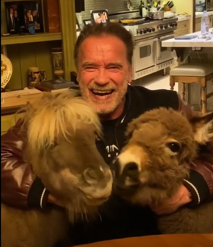 VIDEO: Arnold Schwarzenegger s-a izolat în casă împreună cu cei doi ponei