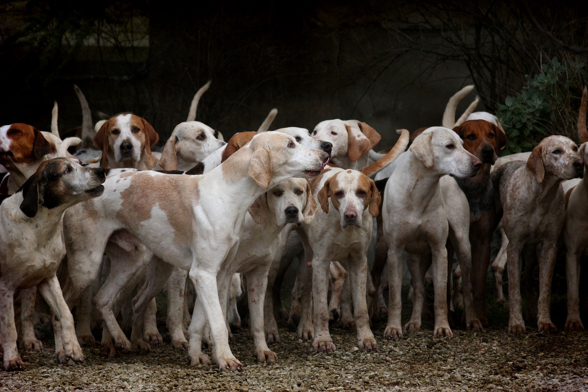 Oficialii chinezi propun interzicerea consumului cărnii provenite de la câini