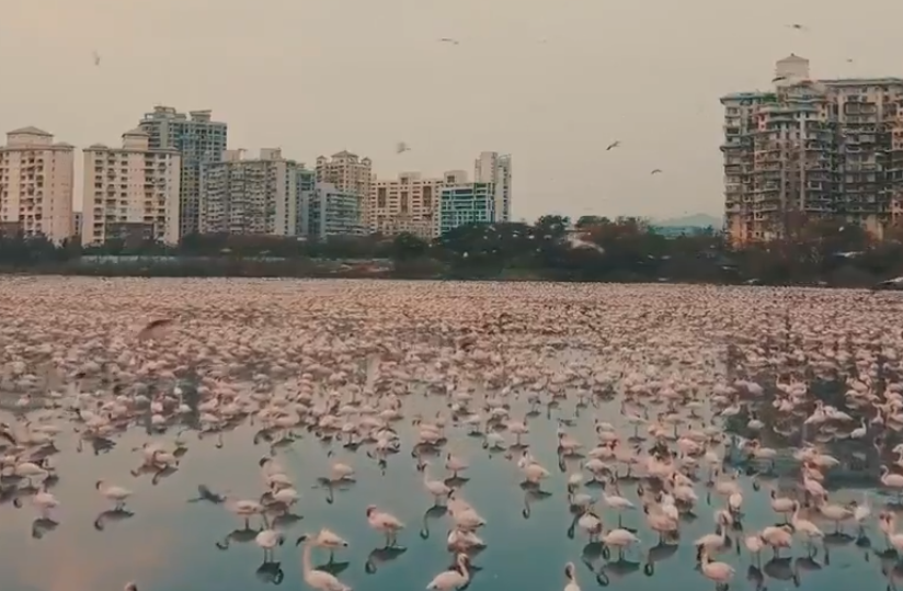 Carantina a pictat Mumbaiul în roz. Sute de mii de păsări flamingo au profitat de lipsa oamenilor