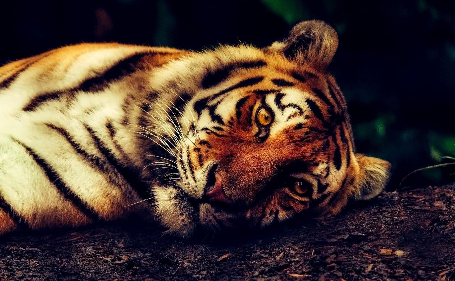 Tigru testat pozitiv pentru COVID-19 la o grădină zoologică din New York