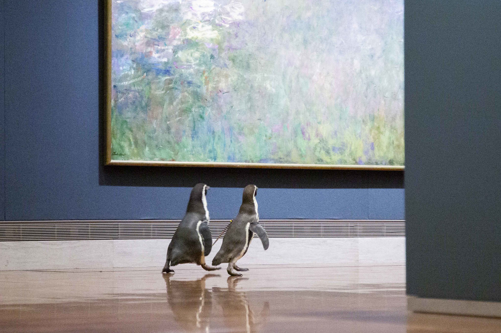 VIDEO: Cu pinguinii la muzeu. Care este pictorul lor preferat