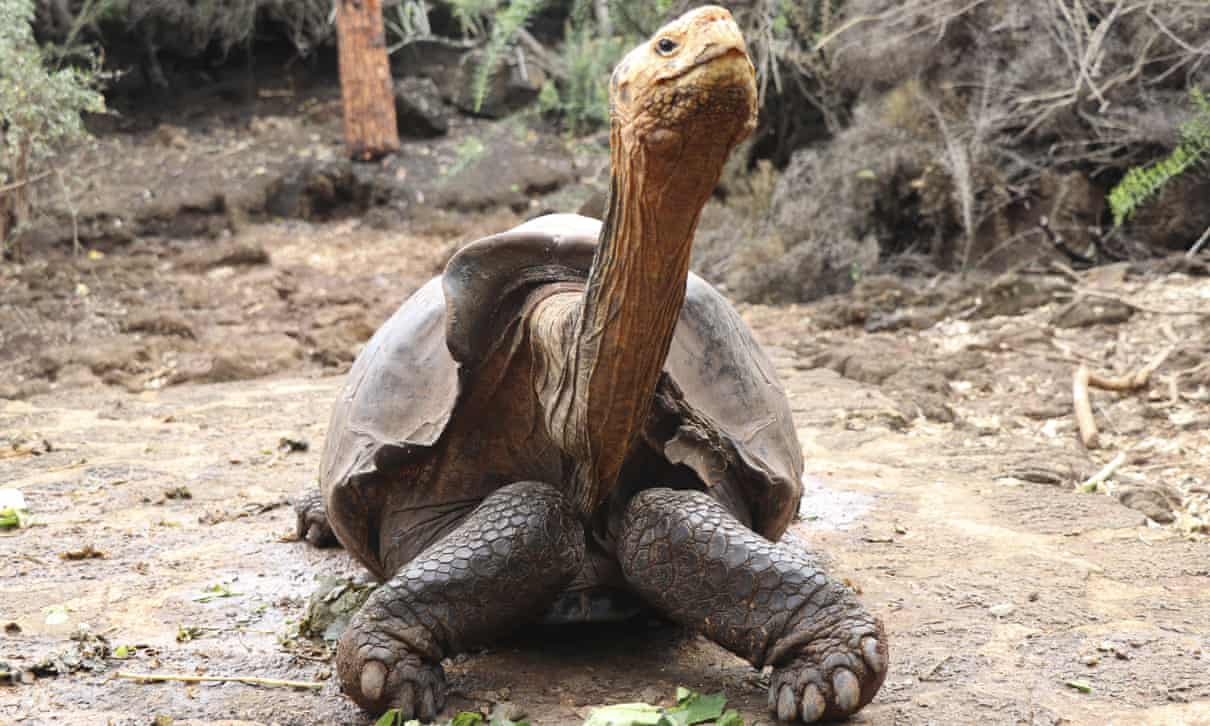 Super Diego, țestoasa-gigant cu peste 800 de urmași, s-a retras din activitate