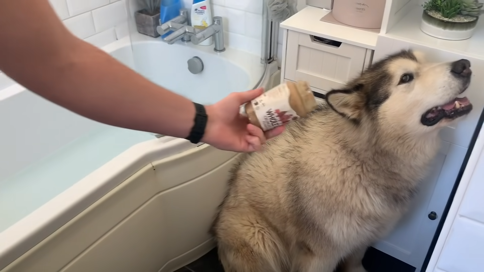 VIDEO: Phil, câinele uriaș care face orice ca să scape de baie