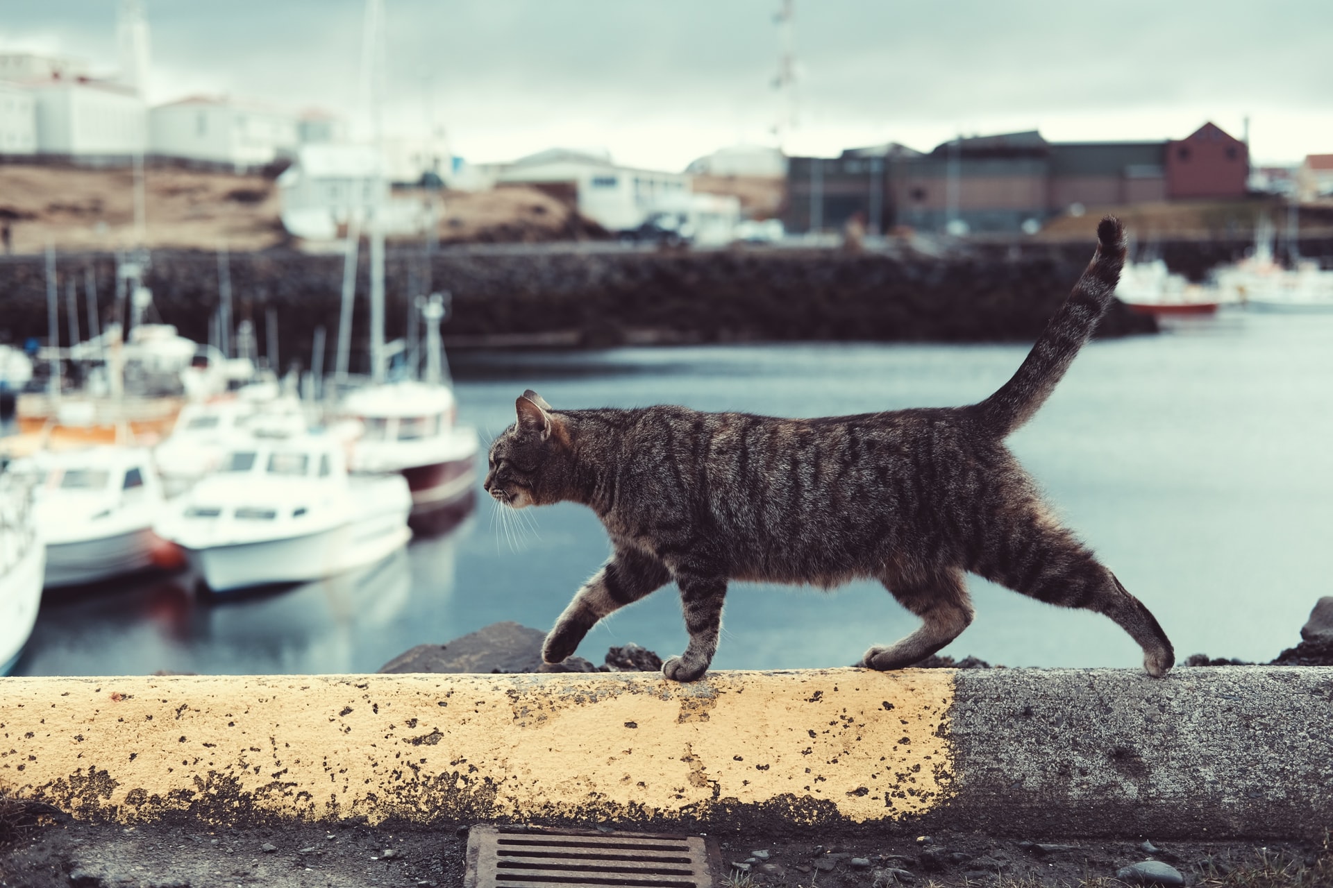 Pisică pierdută în Toulouse, apare 5 ani mai târziu, la 500 de km distantă, în Saint-Tropez