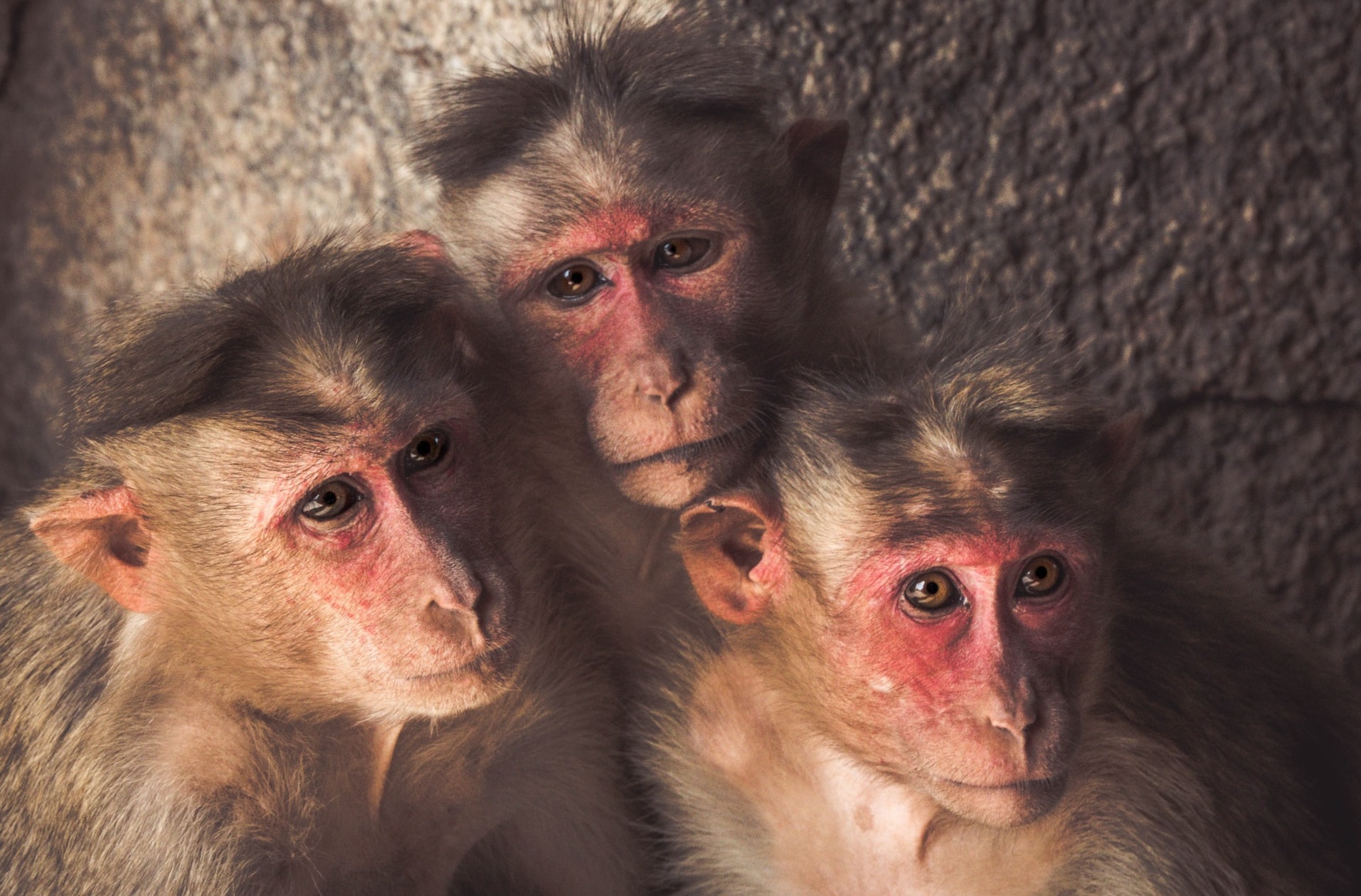 Vaccinul american împotriva Covid-19 arată rezultate promițătoare la maimuțe