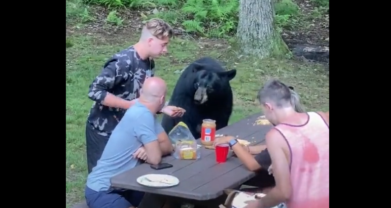 VIDEO| Cu ursul la masă. L-au hrănit ca pe un animal de companie și au atras criticile internauților