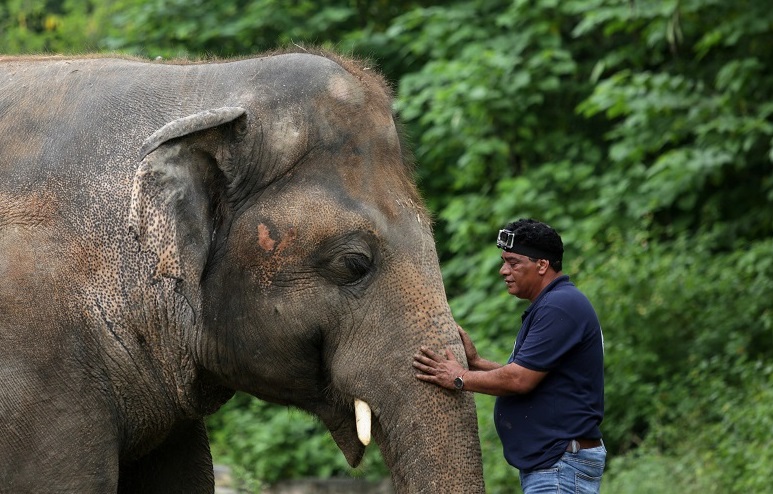 Cel mai singur elefant din lume primește o viață mai bună. Și-a găsit prieteni și o nouă casă