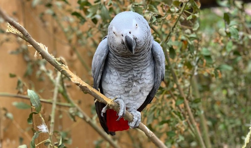 Cinci papagali, izolaţi după ce au înjurat vizitatorii unui parc natural din Marea Britanie