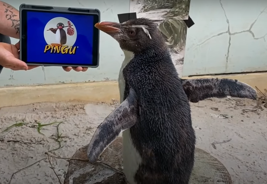 VIDEO| Pinguinul Pierre se simte singur, așa că îl urmărește pe Pingu pe iPad