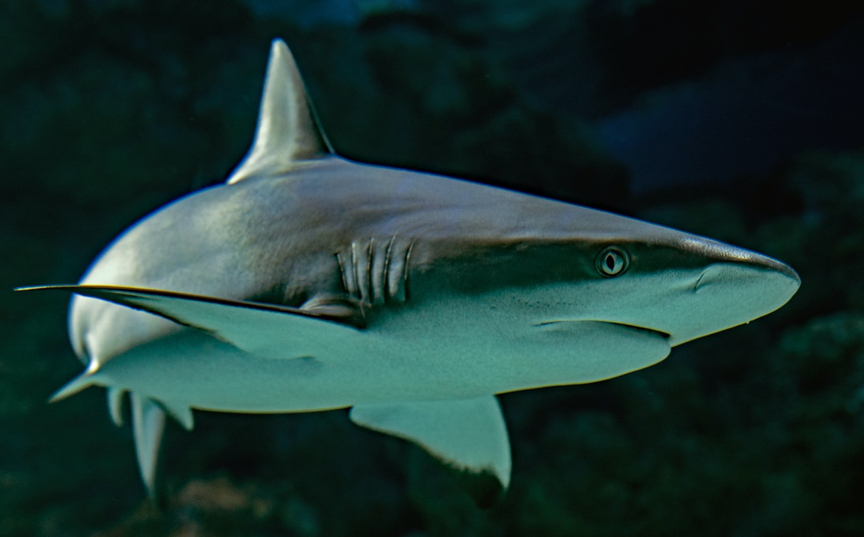 Covid-19| 500.000 de rechini uciși pentru producerea unui vaccin