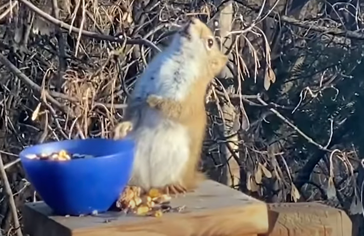 VIDEO| Aburii alcoolului. O veveriță s-a îmbătat după ce a mâncat pere fermentate