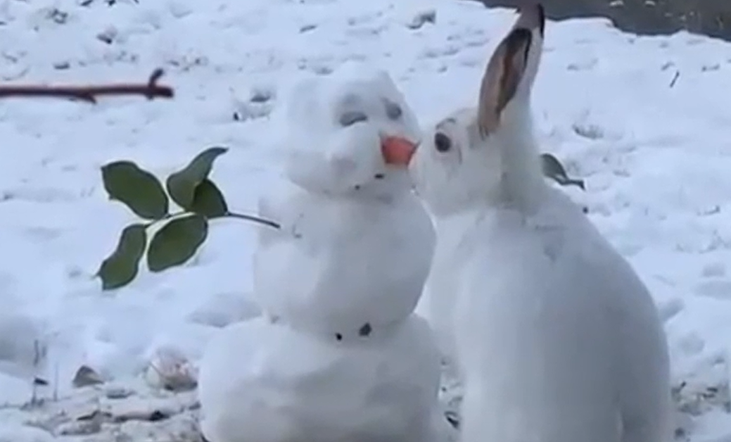 VIDEO| Grinch-ul oamenilor de zăpadă, iepurașul flămând care a furat morcovul