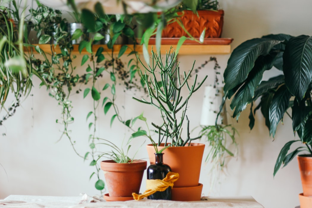Ce plante trebuie să ai în casă pentru a fi mai fericit