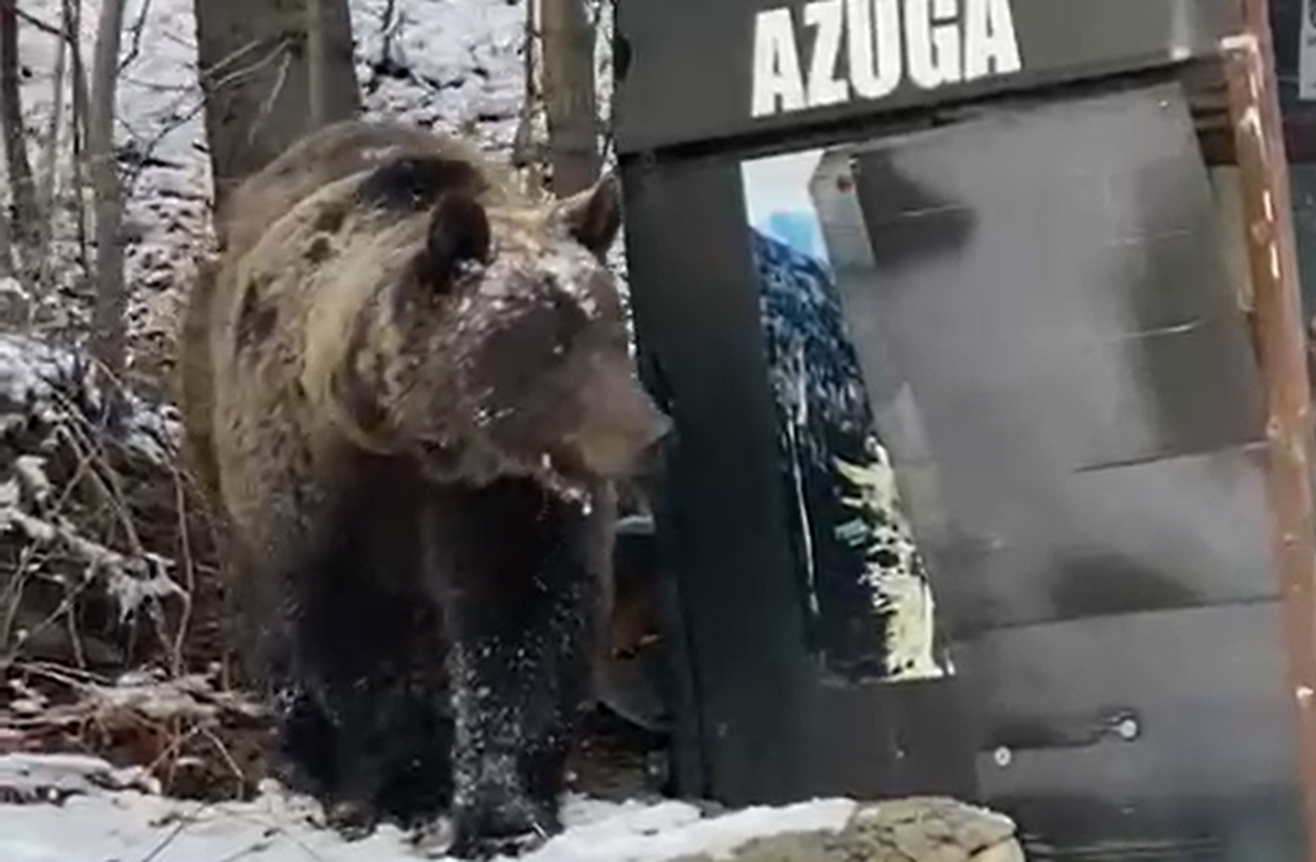 Azuga| Urșii au coborât în oraș, la „Ia-mă, nene”. VIDEO