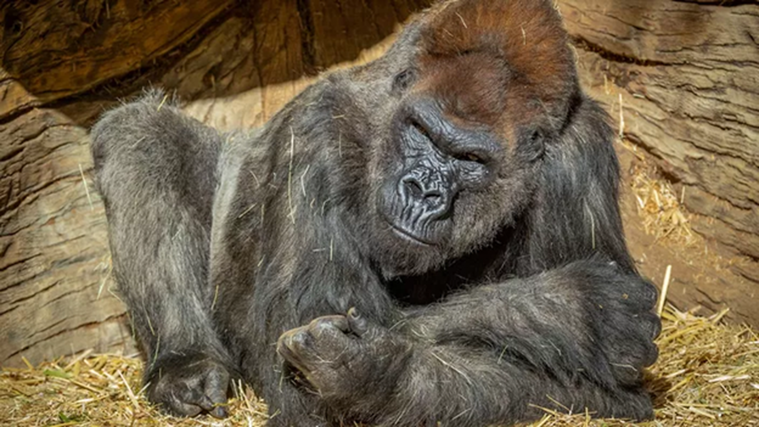 Gorila Winston s-a vindecat de Covid după ce a primit un tratament asemănător celui administrat lui Trump