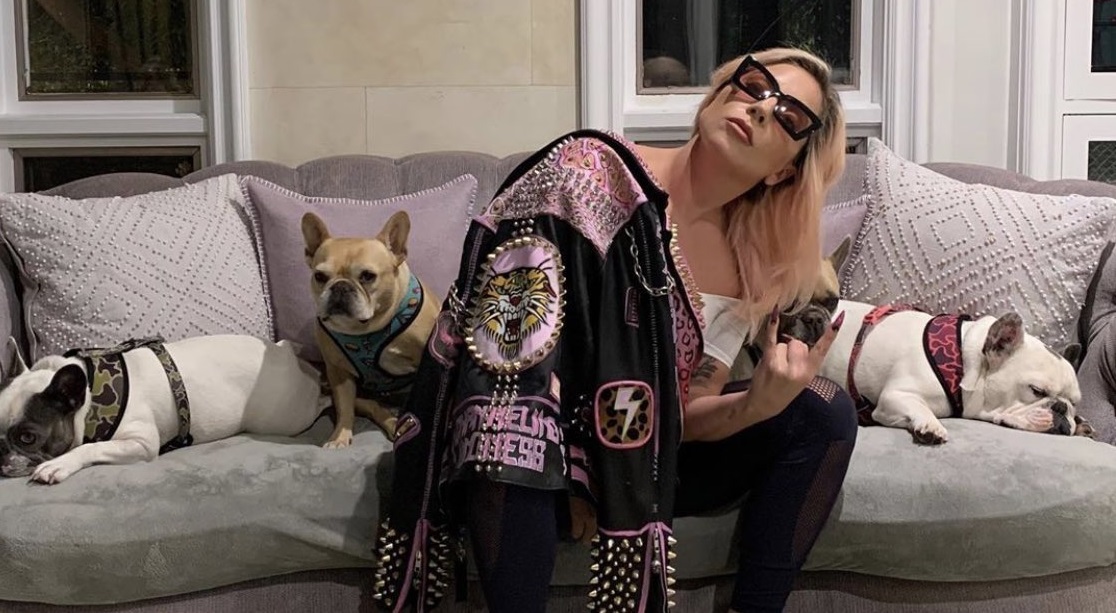 Lady Gaga oferă 500.000 de dolari celui care îi înapoiază câinii furați. Angajatul care îi plimba a fost împușcat în timpul jafului