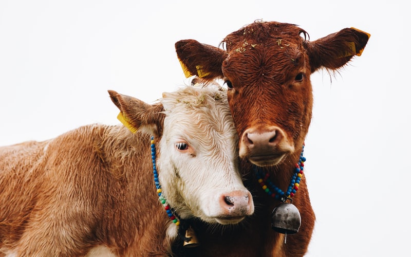 Un studiu demonstrează că vacile comunică și arată compasiune, la fel ca oamenii