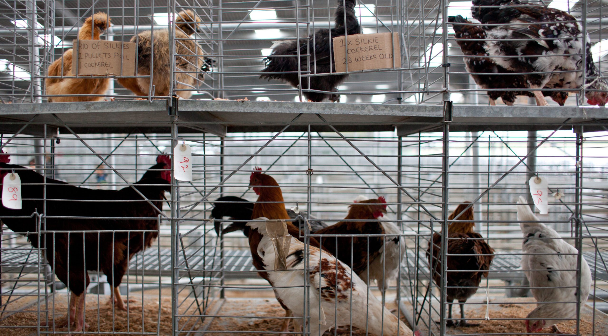 Rusia| Primele infectări cu gripa aviară H5N8 raportate la oameni