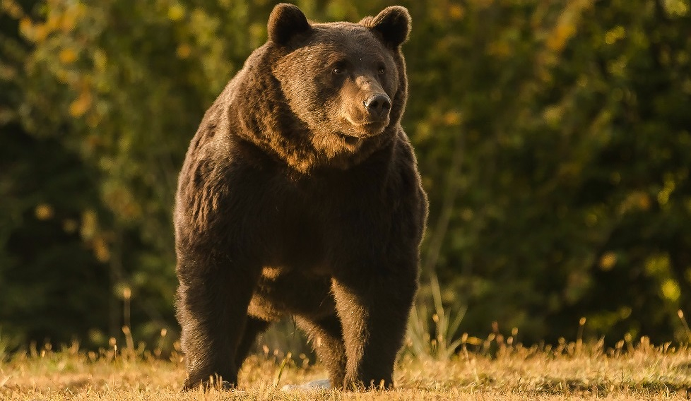 Arthur, cel mai mare urs brun din România, ucis de un prinț din Liechtenstein. Fără aprobare