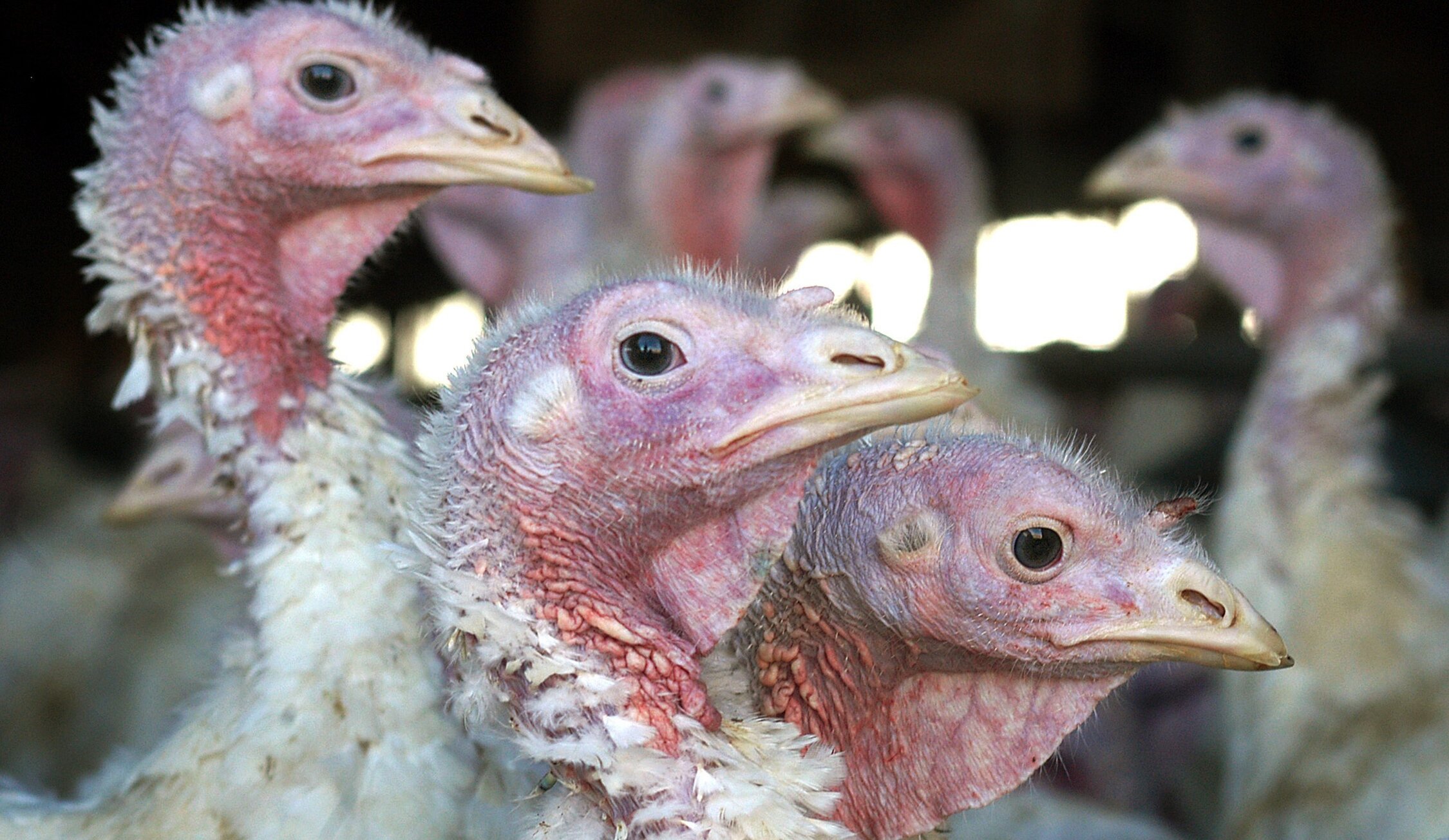 China raportează primul caz de infectare cu virusul gripei aviare la om