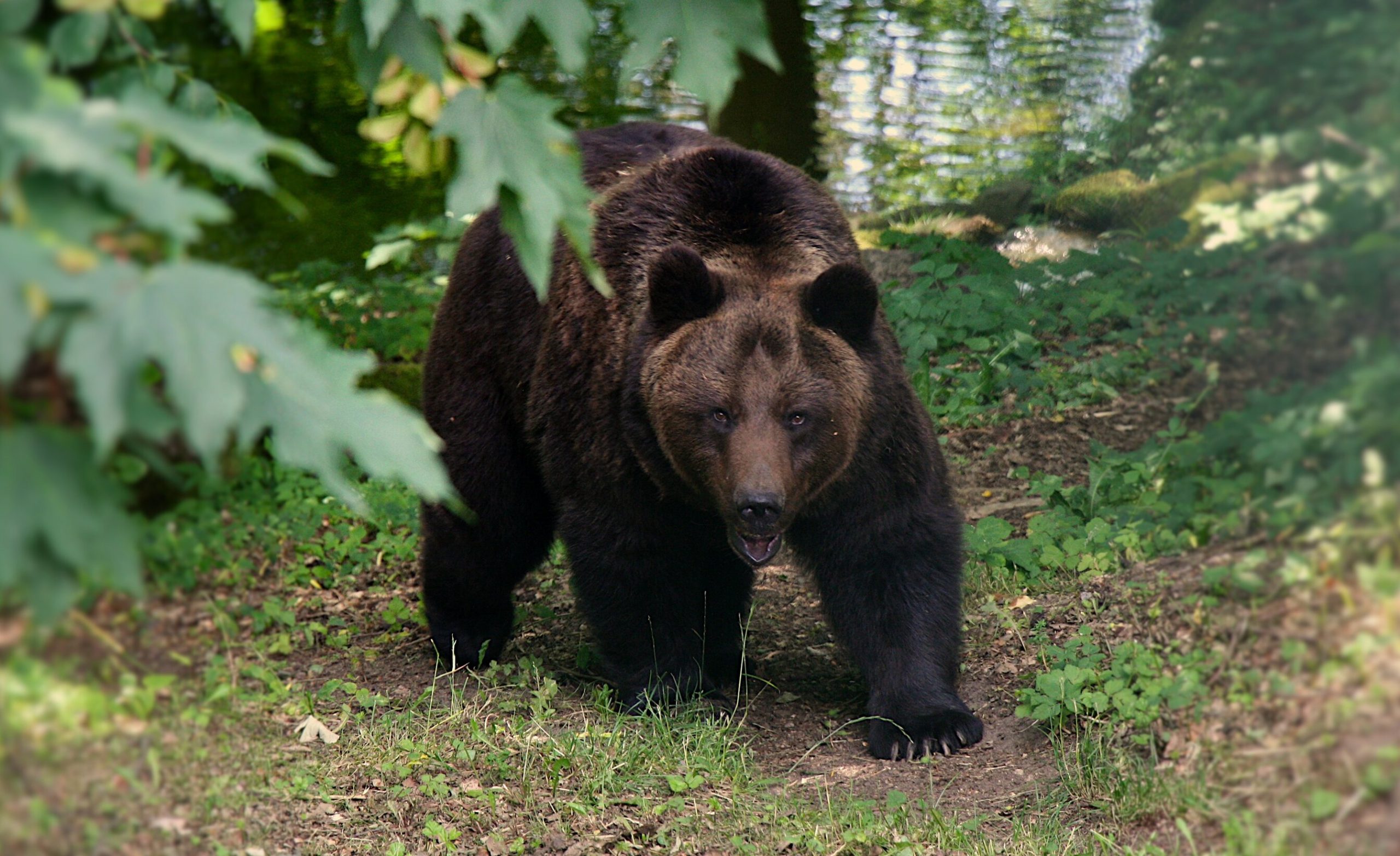 SUA| O tânără a primit pedeapsa cu închisoarea pentru că s-a apropiat prea mult de un urs grizzly, cu scopul de a-l fotografia