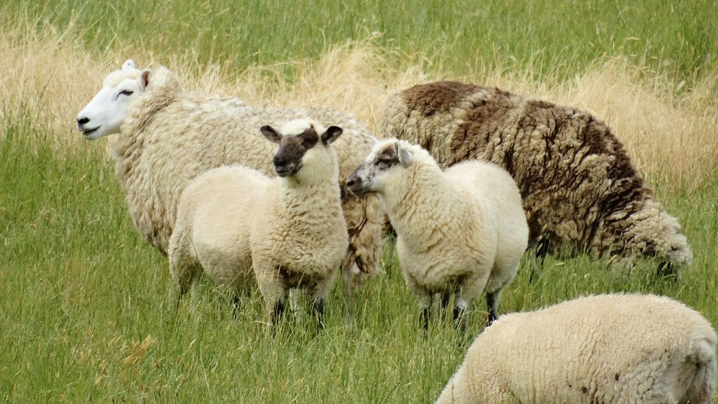 O turmă de oi din Grecia a invadat o seră și a mâncat peste 100 de kilograme de canabis. Ce au pățit animalele