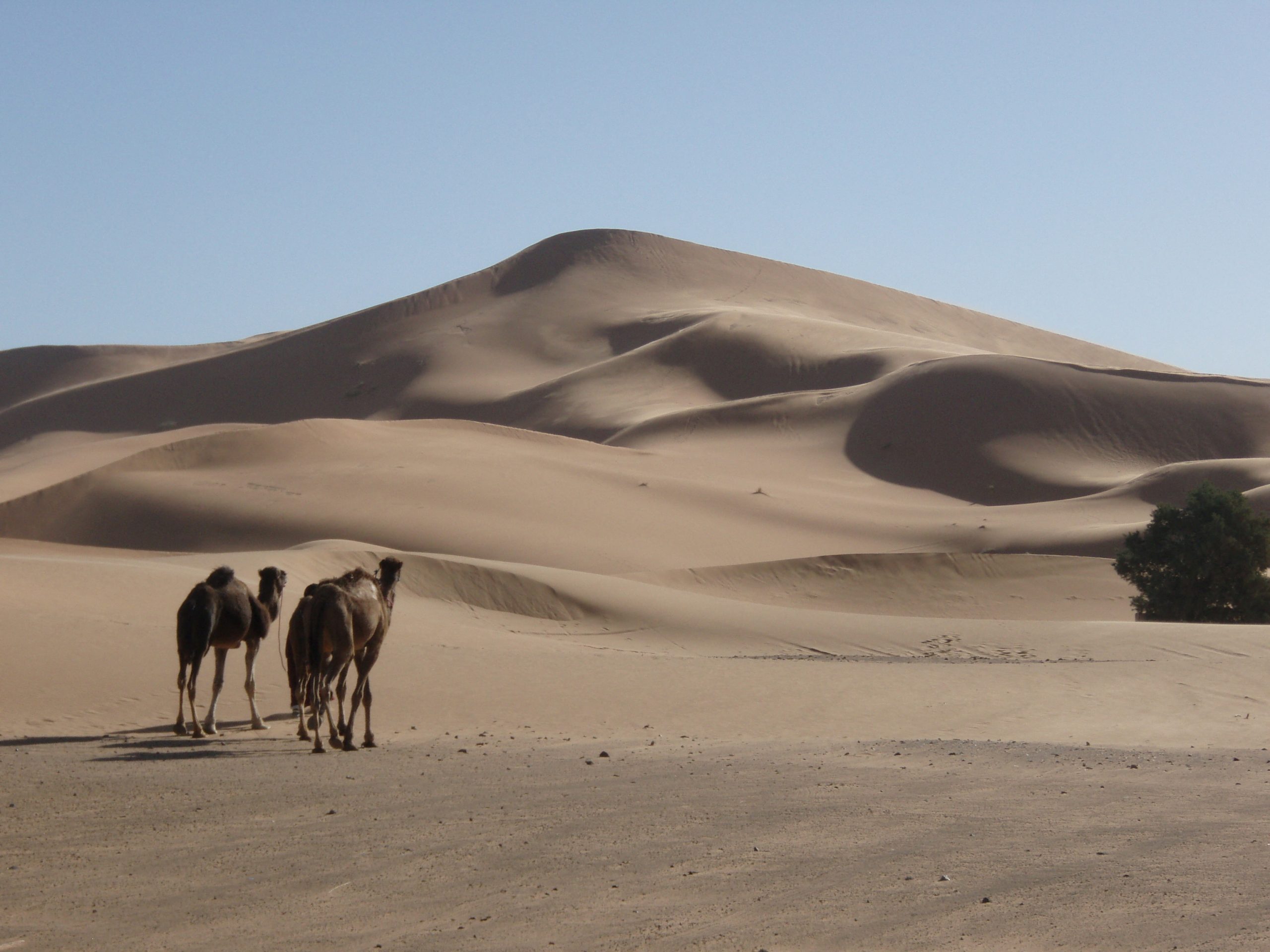 STUDIU. A fost calculată vârsta uneia dintre cele mai mari dune de nisip de pe Pământ. Ce sunt dunele stelare?